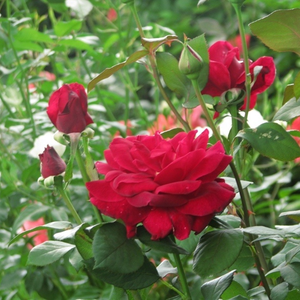 Бархатистая карминно-красная - Чайно-гибридные розы